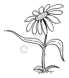 卡通花菊植物的特征显示或指向某种叶子生态学或自然广告营销设计插画