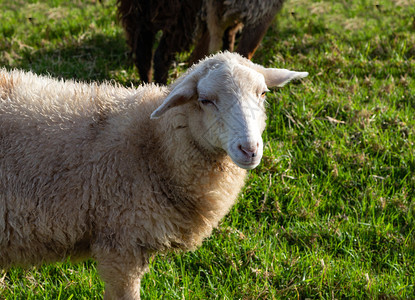 在草原上自然的羊群户外耕种图片