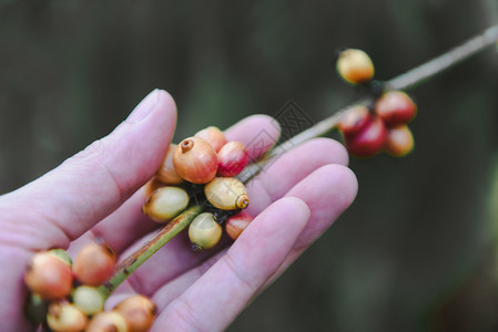 咖啡树上新鲜豆阿拉伯草莓种植图片