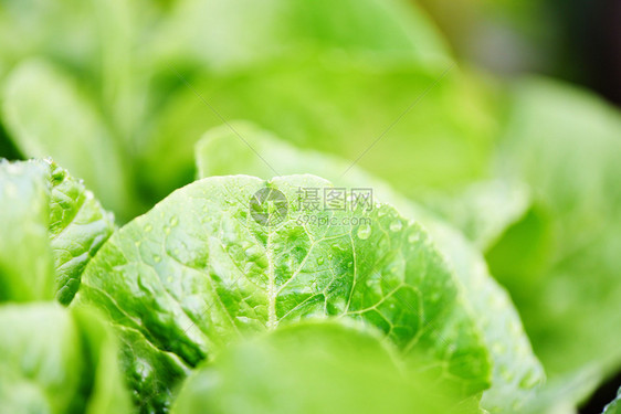 菜园食品有机蔬艺等待收获以得绿色沙拉健康食品概念图片