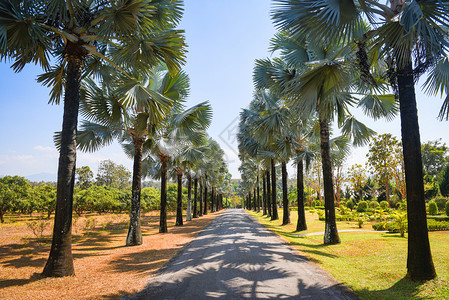 热带夏季公路棕榈装饰花园和绿叶的棕榈树步行道图片