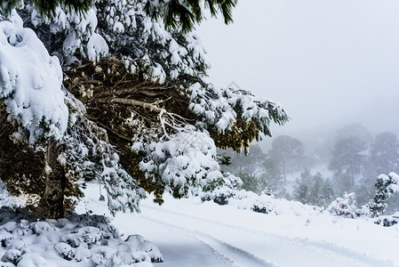 被雪覆盖的山径堵住了车辆图片