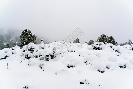 森林中白雪背景的自然细节图片