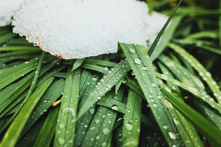 雪覆盖了冬季植物的绿叶重新唤醒了自然背景图片