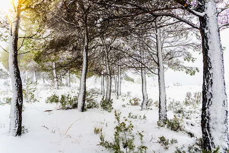 一天早上在地中海山树枝布满白雪图片