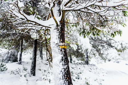 树干有雪覆盖的徒步足迹方向标记图片