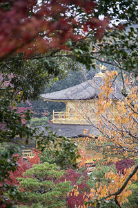 京都金殿佛教寺庙Kinkakuji是日本最受欢迎的建筑之一每年吸引大量游客图片