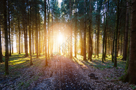 林地的日落和太阳光绿草树干和光明图片