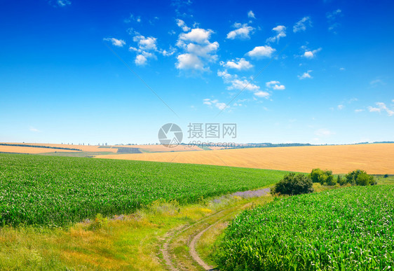 跨越玉米田和乡村的道路图片