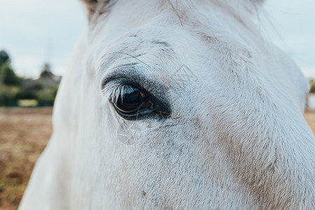 白色马和的近视眼睛盯着相机看图片