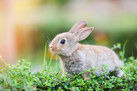 兔子棕绿色草子复活日概念图片
