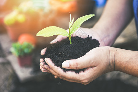 种植树苗年轻植物正在土壤上生长由手握着的妇女帮助环境拯救绿色世界生态概念图片
