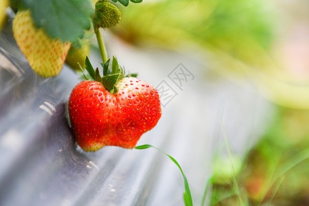 在草莓田种植果子在花园植物树草莓农场业概念中种植绿叶图片