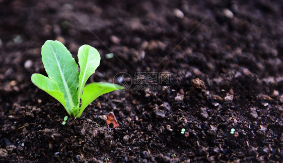 种植蔬菜生叶种植花园林的绿色青年植物图片