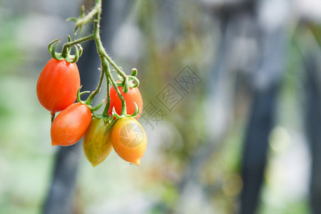 种植农耕物中的番茄有机花园里种植阳光新鲜的成熟红番茄图片