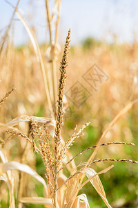 Cornfield已经用太阳的尖刺收获了图片