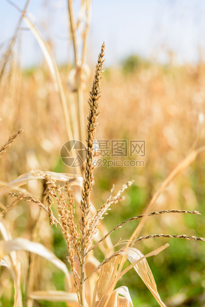 Cornfield已经用太阳的尖刺收获了图片