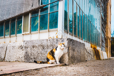 紧靠温室边的野猫日光浴图片