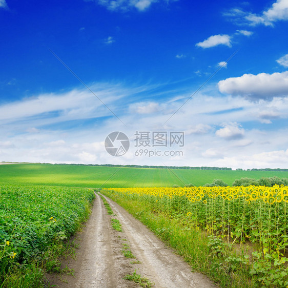 夏季田地向日葵之间的乡村公路图片