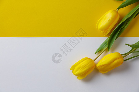 纸面背景的黄春郁金花平的面顶部视图复制空间图片