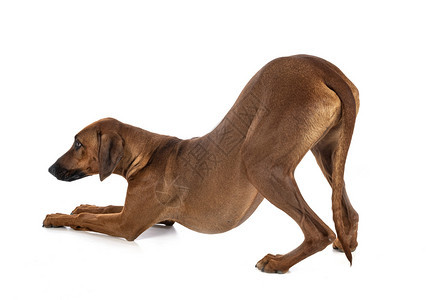 脊背犬照片 脊背犬背景 脊背犬摄影图片下载 摄图网