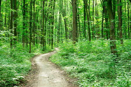 木书绿色林树天然木阳光背景背景