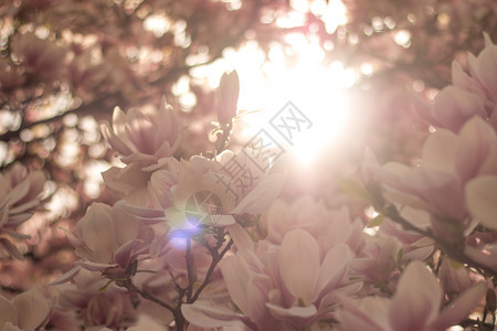 美丽的木兰花在公园春天阳光图片