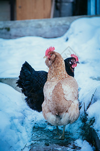 雪地冬天户外鸡群紧贴的图片