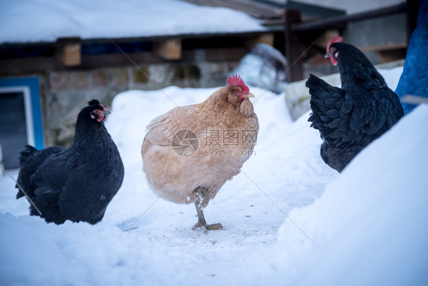 雪地冬天户外鸡群紧贴的图片