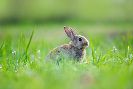 复活节兔子和棕在草地上春绿背景露天盛装为节日复活日装饰野兔在大自然上可爱图片