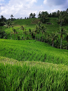 印度尼西亚巴厘绿色稻田的景象图片