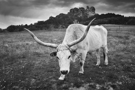 大角白公牛自然动物生和W艺术摄影图片
