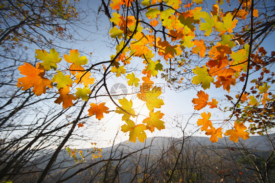 秋叶蓝天背景自然构成图片