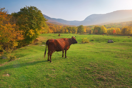 山上绿草地的牛自然构成图片