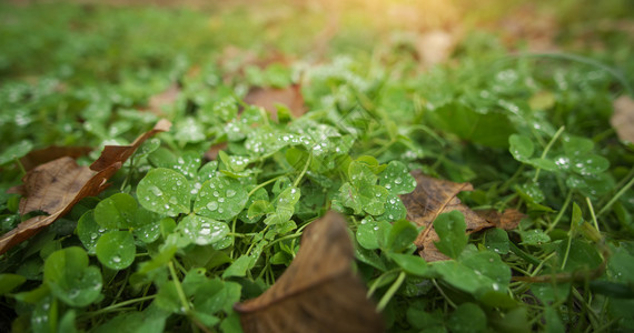 秋天在CloverFlower附近自然成分图片