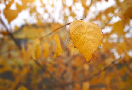 树枝的秋叶自然构成图片