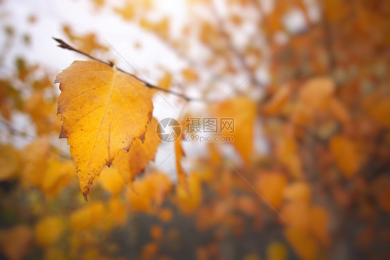 树枝的秋叶自然构成图片