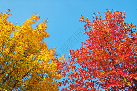 蓝天空的橙色秋叶自然成分图片