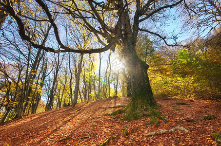 在森林的秋天大树下自然的构成图片