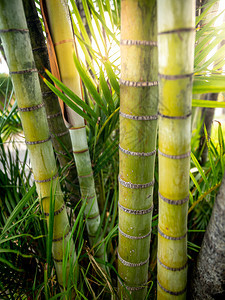 在热带雨林中生长的绿竹子照耀着阳光的美丽近照在热带雨林中生长的绿竹子照耀着阳光的美丽近照耀着阳光的美丽近照像图片