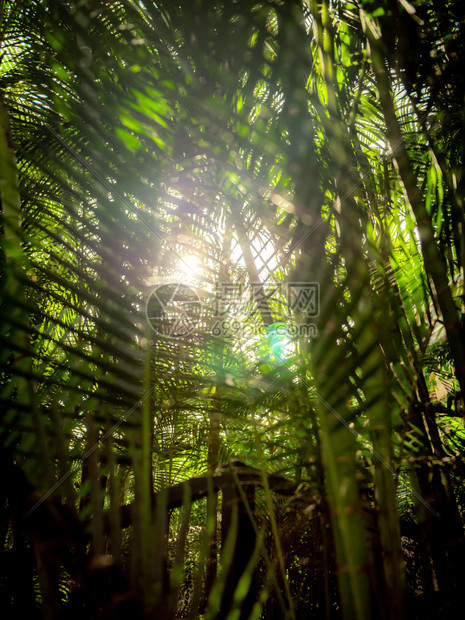 热带雨林中棕榈叶照亮阳光的抽象片热带雨林中棕榈叶照亮阳光的抽象图像图片