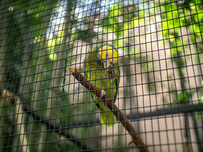 绿色鹦鹉坐在动物园的鸟笼里绿色鹦鹉在动物园的鸟笼里图片