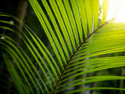 美丽的绿棕榈树叶宏观图象与明阳光照亮的棕榈树叶宏观图象与明阳光照亮的绿棕榈树叶宏观图象图片