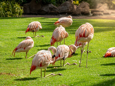 粉红烈鸟在公园新鲜绿草坪上群鸟的美丽照片粉红烈鸟在公园新鲜绿草坪上群鸟的美丽图像图片