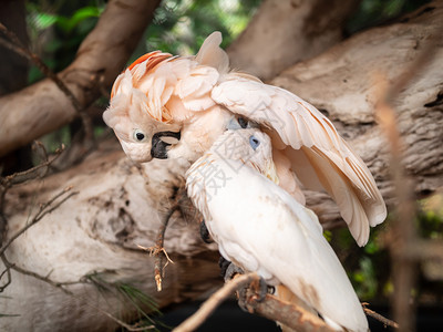 两只白鹦鹉坐在树枝上清洗羽毛图片