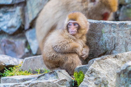 日本幼崽雪猴或马卡克Macaque在日本长野Shimotakai区Jigokudani猴子公园图片