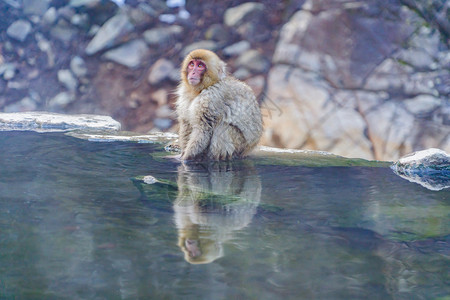 日本雪猴或麦加克Macaque在日本长野Shimotakai区Jigokudani猴子公园图片