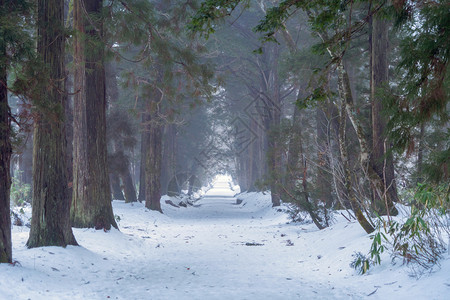 日本山桥川口县藤吉田镇冬季山丘上有白雪和森林树自然景观背图片