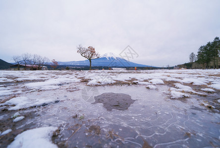 富士山冬季在亚马纳什藤川口子附近Fushimotopppara露营场有干树和雪日本五湖图片