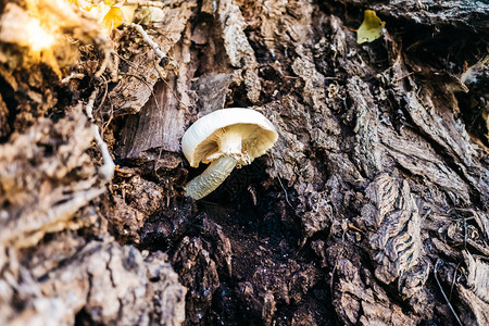 在树皮中生长的蘑菇图片